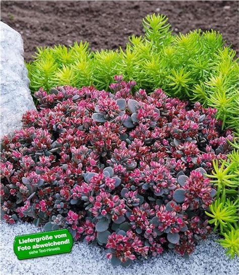 BALDUR-Garten Sedum Sun Sparkler®"Sedoro Blue Elf", 2 Pflanzen ...