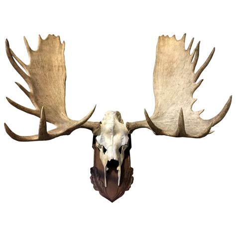 Imposing pair of antlers of a big Canadian moose at 1stDibs | moose ...