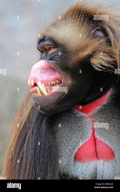 41+ Baboon Teeth PNG - Teeth Walls Collection For Everyone