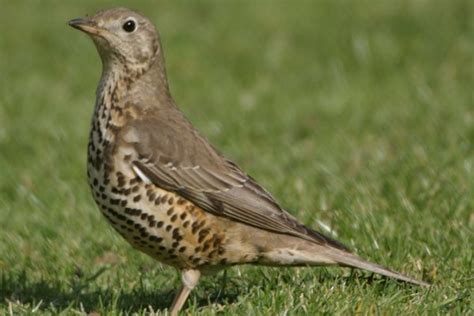 Mistle Thrush - BirdWatch Ireland