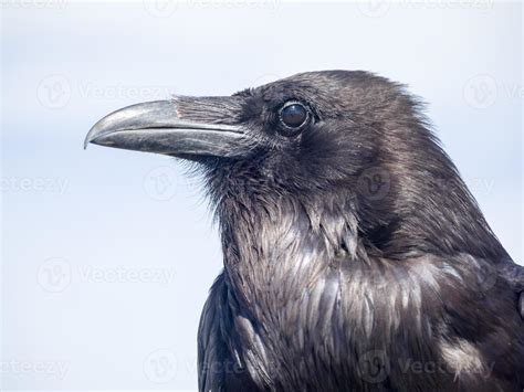 Crow portrait 703177 Stock Photo at Vecteezy