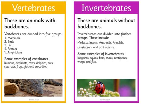 Vertebrates And Invertebrates