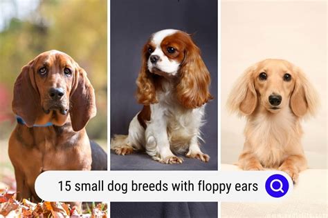 15 Small Dog Breeds With Floppy Ears - OodleLife®