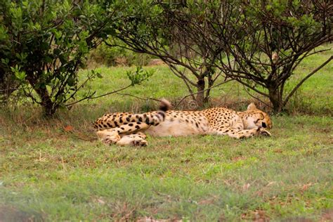 Cheetah Sleeping Under A Tree In South Africa Stock Photo - Image of southafrica, tail: 45487552