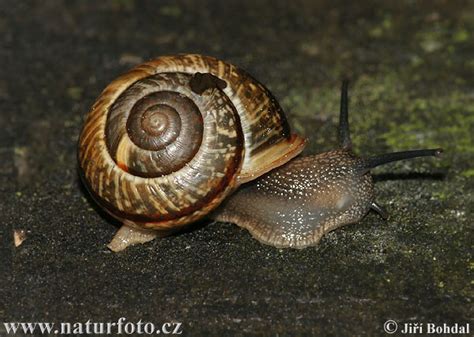 Copse Snail Photos, Copse Snail Images, Nature Wildlife Pictures | NaturePhoto