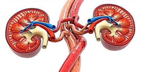 Renal infarction - symptoms, causes and therapy - Diseases - 2024