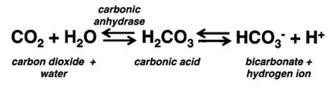 Sodium bicarbonate carbon dioxide formula - rightmilliondollar