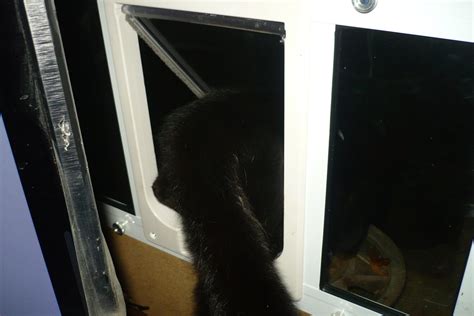 The Tiny Terror's new cat window door - Katzenworld