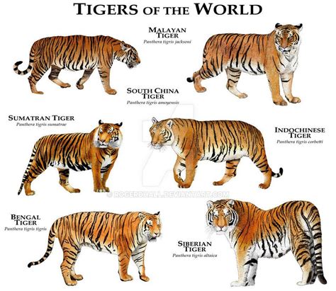 Tigers of the World by rogerdhall | Tiger species, Big cats, Wild cats