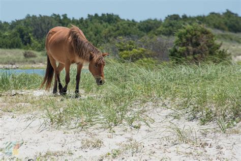 Shackleford Banks Wild Horses - CrystalCoast.com