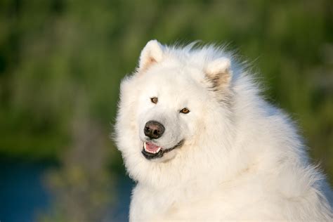 Stunning Samoyed Bliss - 4K Ultra HD Wallpaper