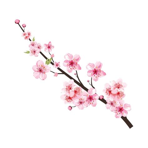 Cherry blossom branch with blooming pink Sakura flower. Realistic watercolor cherry flower ...