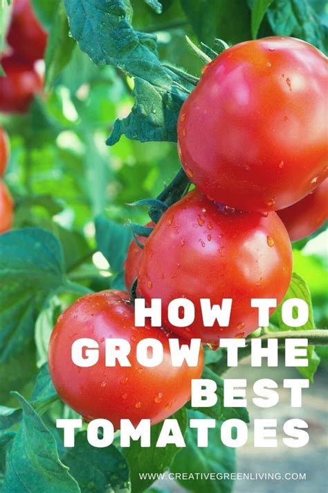 Tomato Growing Secrets to Help You Get The Most, Biggest, and Best Homegrown Tomatoes | Creative ...