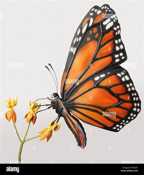 Monarch Butterfly (Danaus plexippus) feeding on Milkweed plant, side view Stock Photo - Alamy