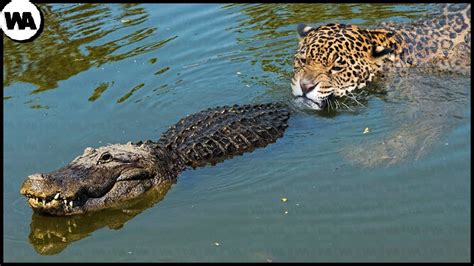 This Is Why Crocodiles Hate Jaguars - YouTube