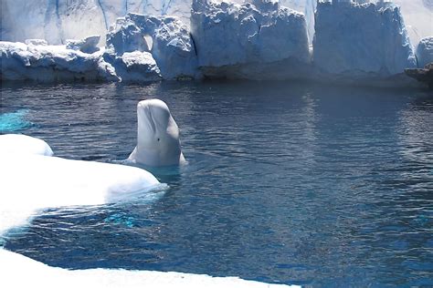 Where Do Beluga Whales Live? - WorldAtlas