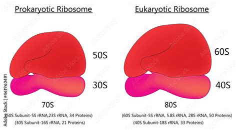 Biological illustration of prokaryotic ribosome and eukaryotic ribosome (70s ribosome and 80s ...