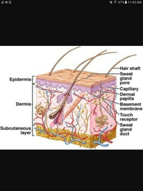 8 Best sebaceous glands images | Sweat gland, Skin anatomy, Skin structure