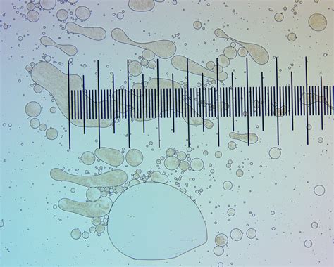 Oil in water emulsion microscopy - Think Tank - Future4200