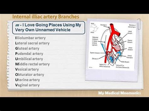 Internal Iliac Artery Branches Mnemonic