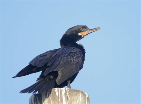 Neotropic Cormorant photo - Tom Grey photos at pbase.com