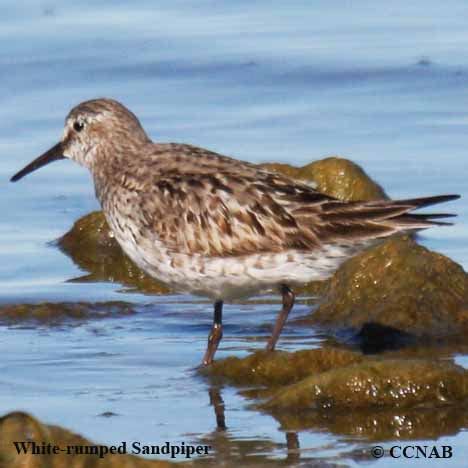 White-rumped Sandpiper | Birds of Cuba | Cuban Birds