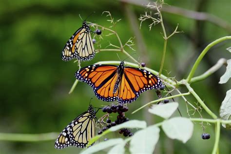 How to Tell the Difference Between a Monarch & a Viceroy Butterfly | Sciencing