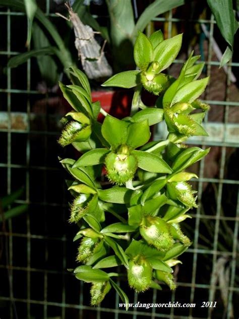 Orchids de Dangau: The Green Orchids