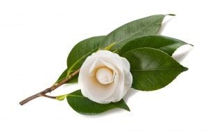 Camellia sinensis leaf extract – NutraWiki