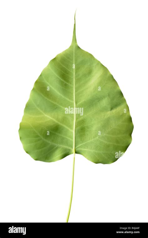 Rear cordate leaf Stock Photo - Alamy