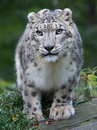 Wildlife - WCS.org | Snow leopard, Big cats, Cats