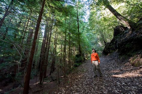 How Not to Get Lost in the Forest - Save the Redwoods League