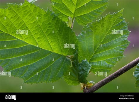 Common Hazel tree leaves (Corylus avellana) in spring Stock Photo - Alamy