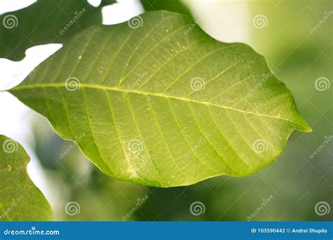 Beautiful Green Leaf in Nature Stock Photo - Image of garden, beautiful ...