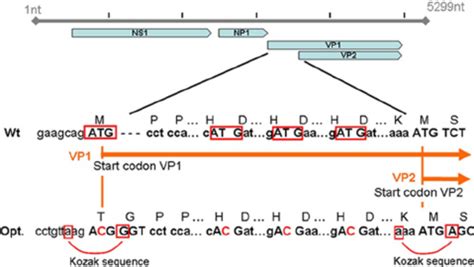 Optimization of the HBoV genome for production of virus proteins in a... | Download Scientific ...