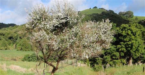 cabbage tree farm: Manuka and manuka honey