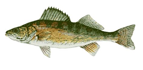 Free Walleye Cliparts, Download Free Walleye Cliparts png images, Free ClipArts on Clipart Library