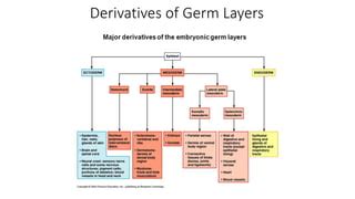 DERIVATIVES OF GERM LAYERS-3.ppt