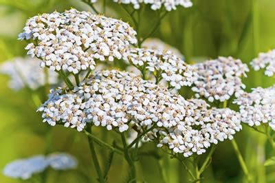 Yarrow Herb - British Herbal Medicine Association