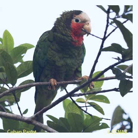 Cuban Parrot | Birds of Cuba | Cuban Birds