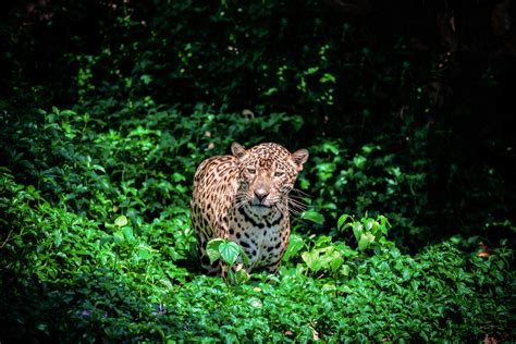 Tiger leopard jaguar animal wildlife hunting 19582499 Stock Photo at Vecteezy