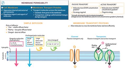 Physiology: Membrane Permeability | ditki medical & biological sciences