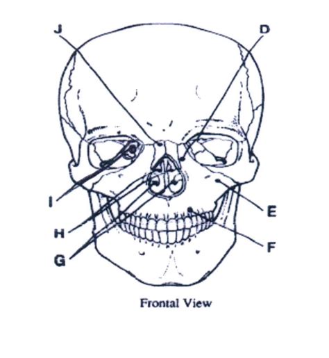 Frontal View Diagram | Quizlet