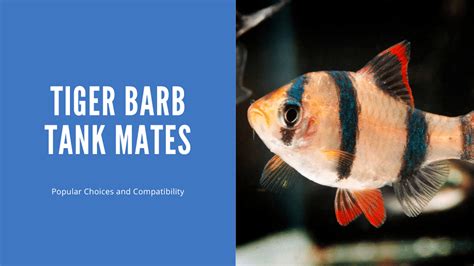 Tiger Barb Tank Mates - 15 Great Choices (With Pictures!) - AquariumStoreDepot