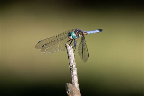 Dragonfly Wings Blue - Free photo on Pixabay - Pixabay