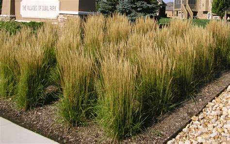 Types of Ornamental Grasses for Sale at the Grass Pad