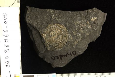 “Golden” Fossils Reveal Origins of Exceptional Preservation | Jackson School of Geosciences ...