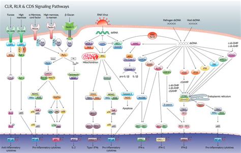 Innate immunity system | Review | InvivoGen