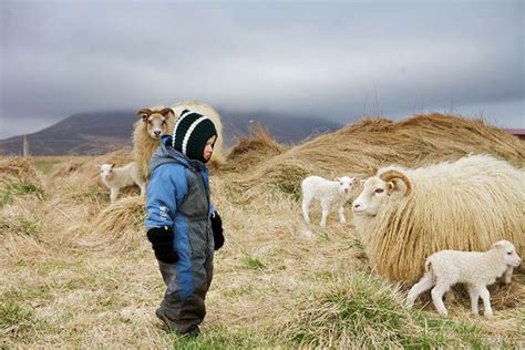 Icelandic Sheep | Sheep farm, Sheep, Animals