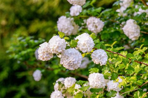 How To Grow And Care For Viburnum